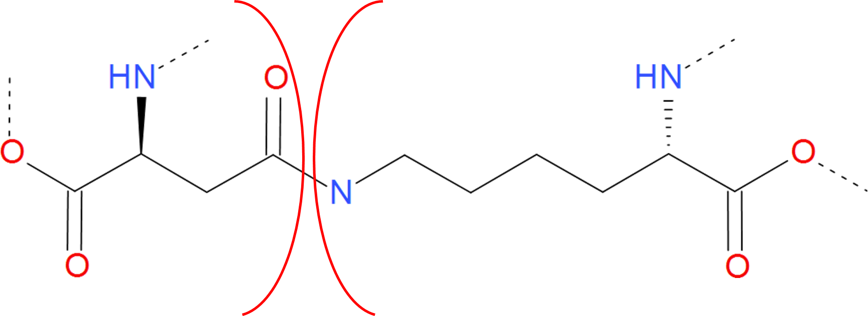 Amide bridge schematic