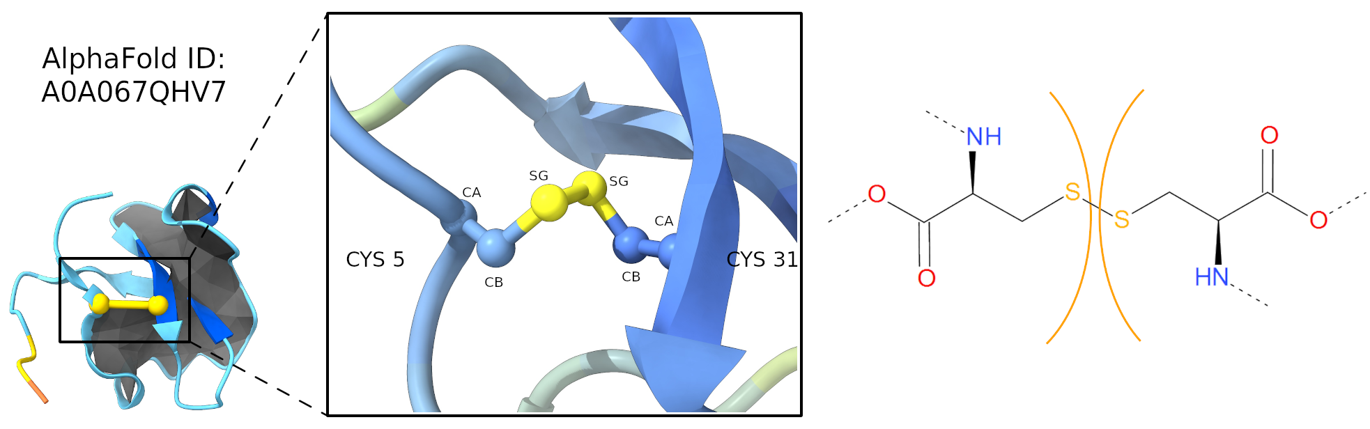 Disulfide bridge schematic