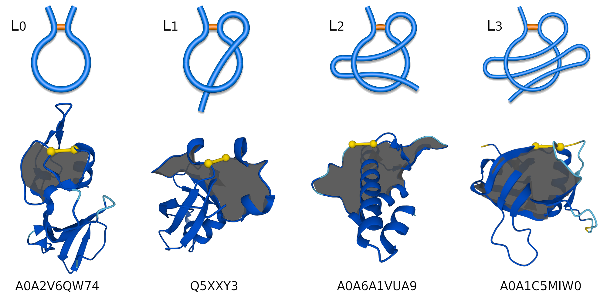 Schematic one-sided lasso representations