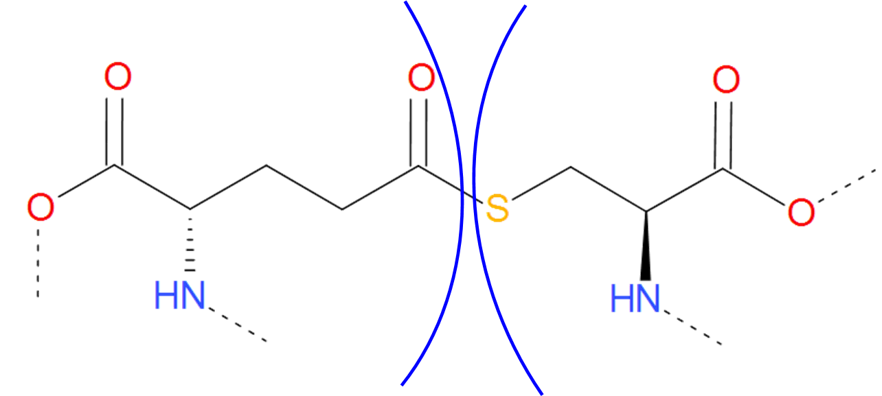 Thioester bridge schematic